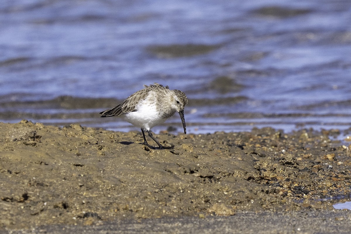 Dunlin - ML630768650