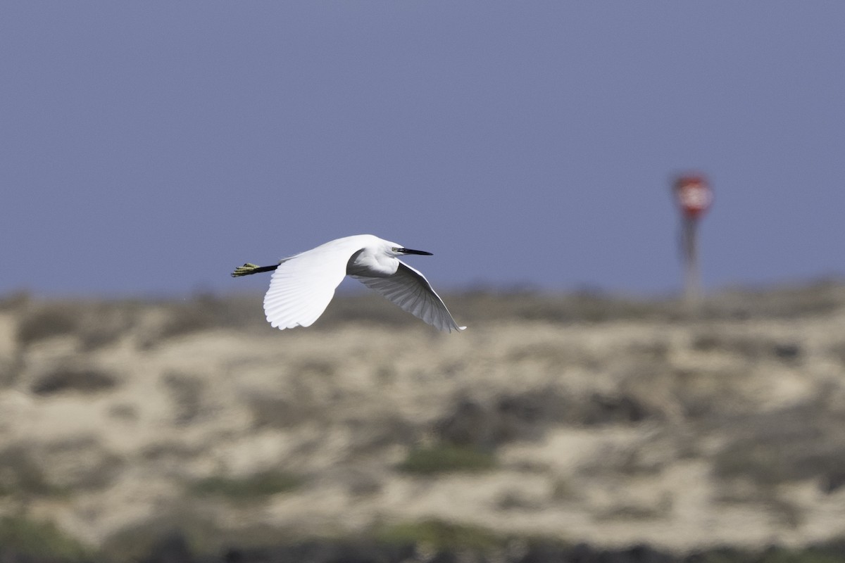 Little Egret - ML630768671