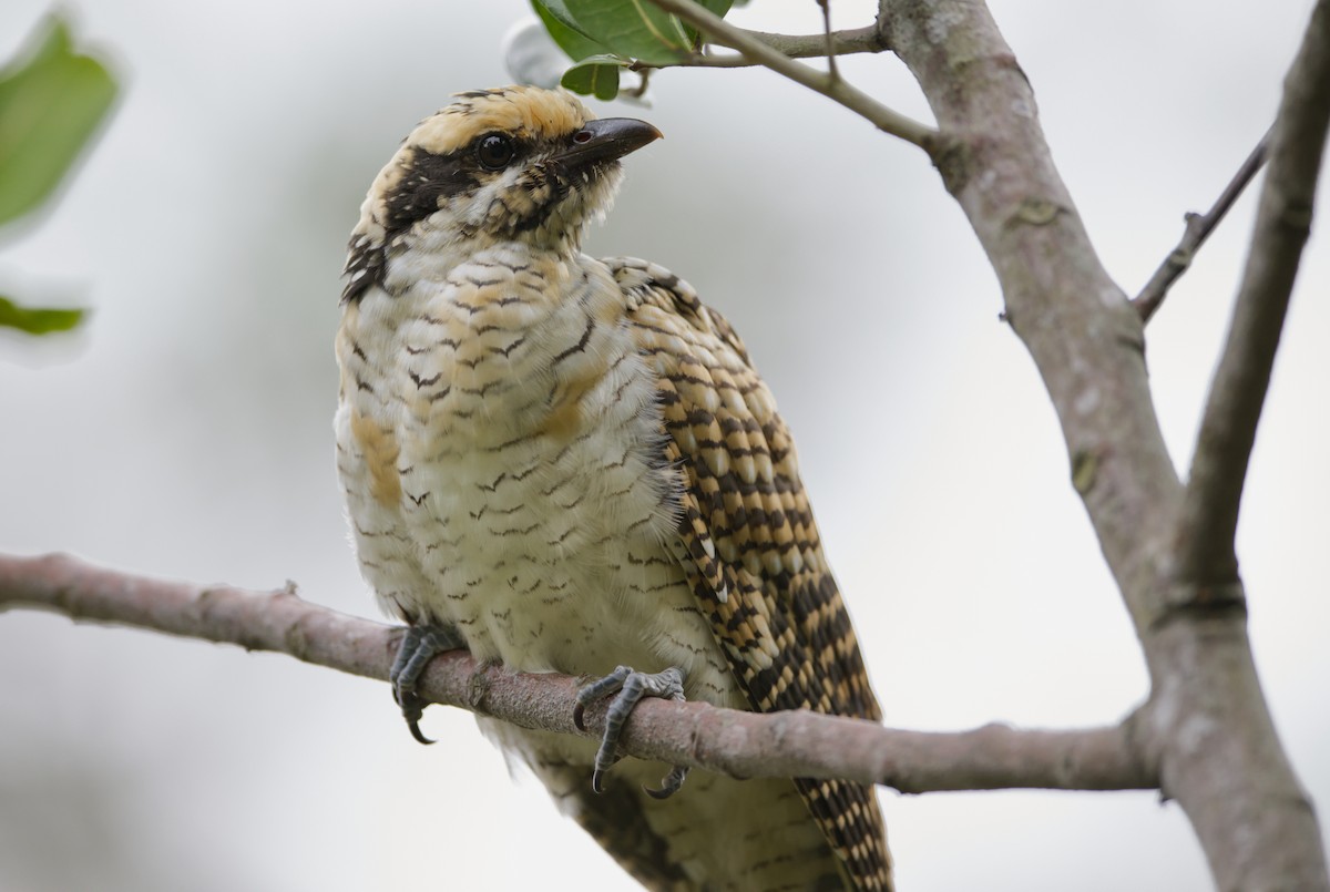 Pacific Koel - Adrian van der Stel