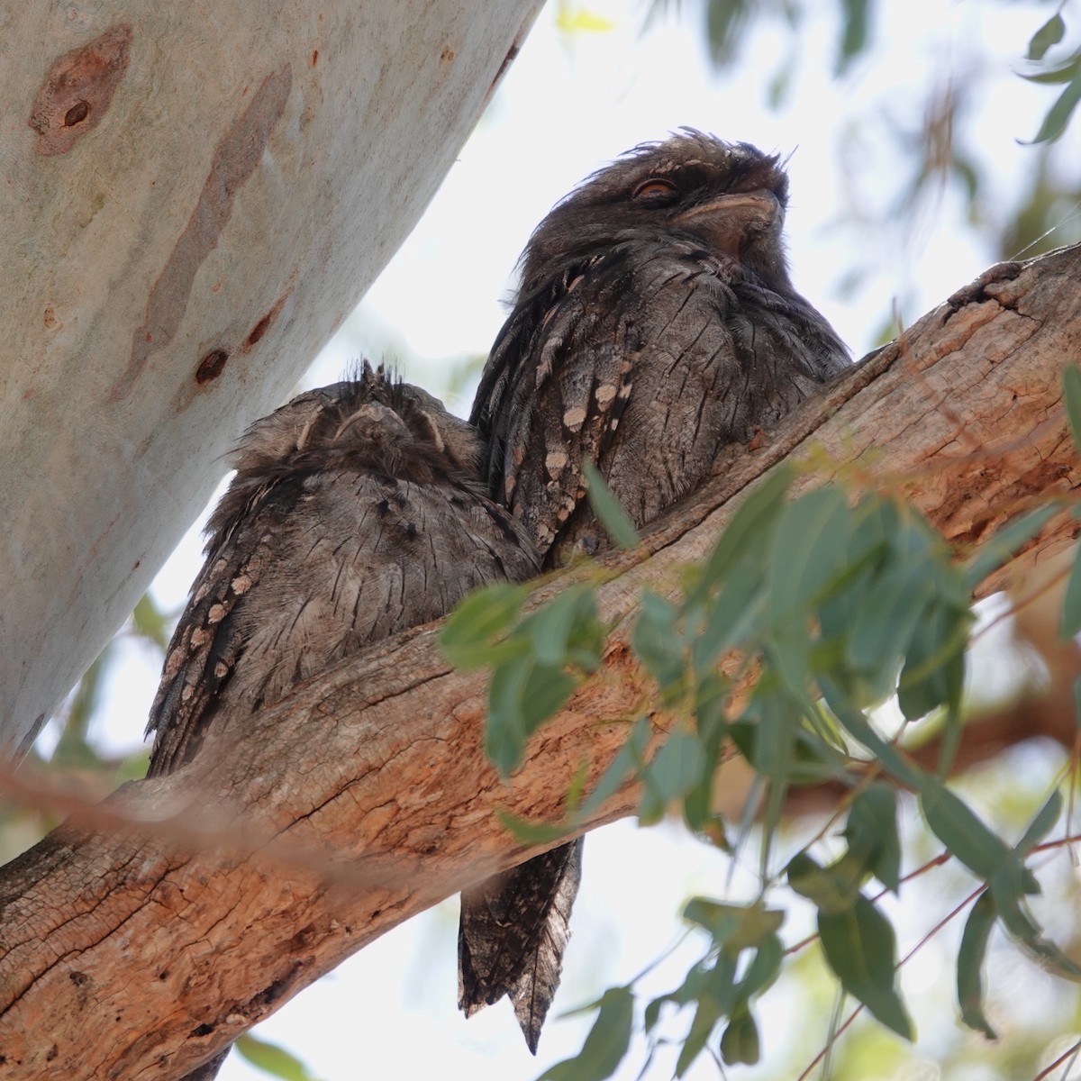 Tawny Frogmouth - ML630768874