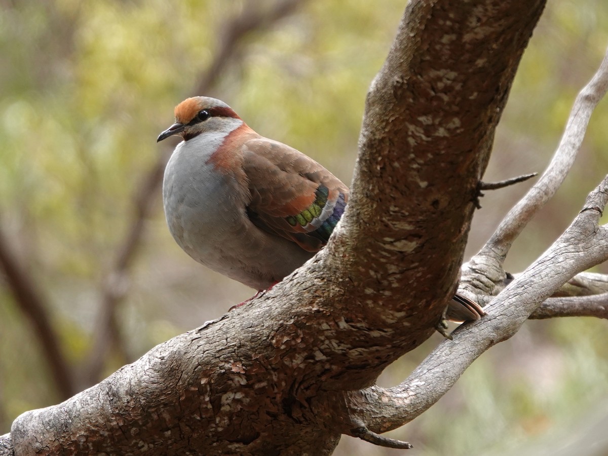 Brush Bronzewing - ML630768883