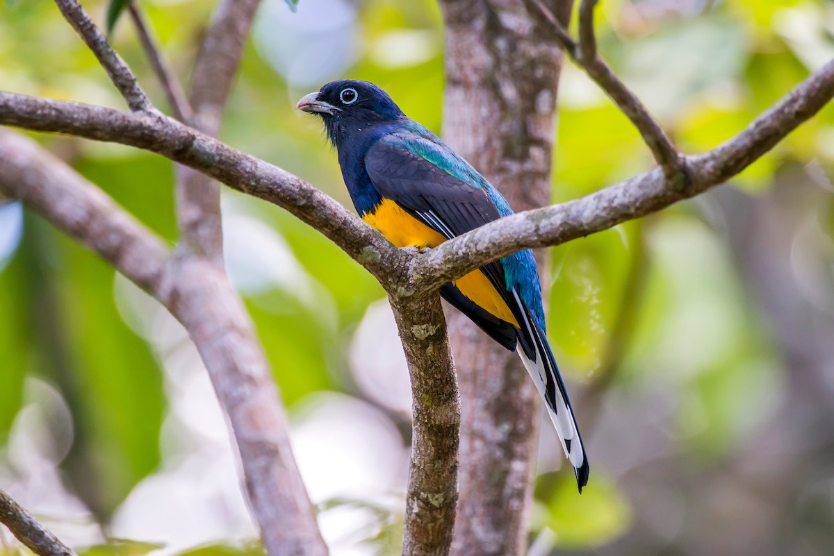 Trogon à queue blanche - ML63076891