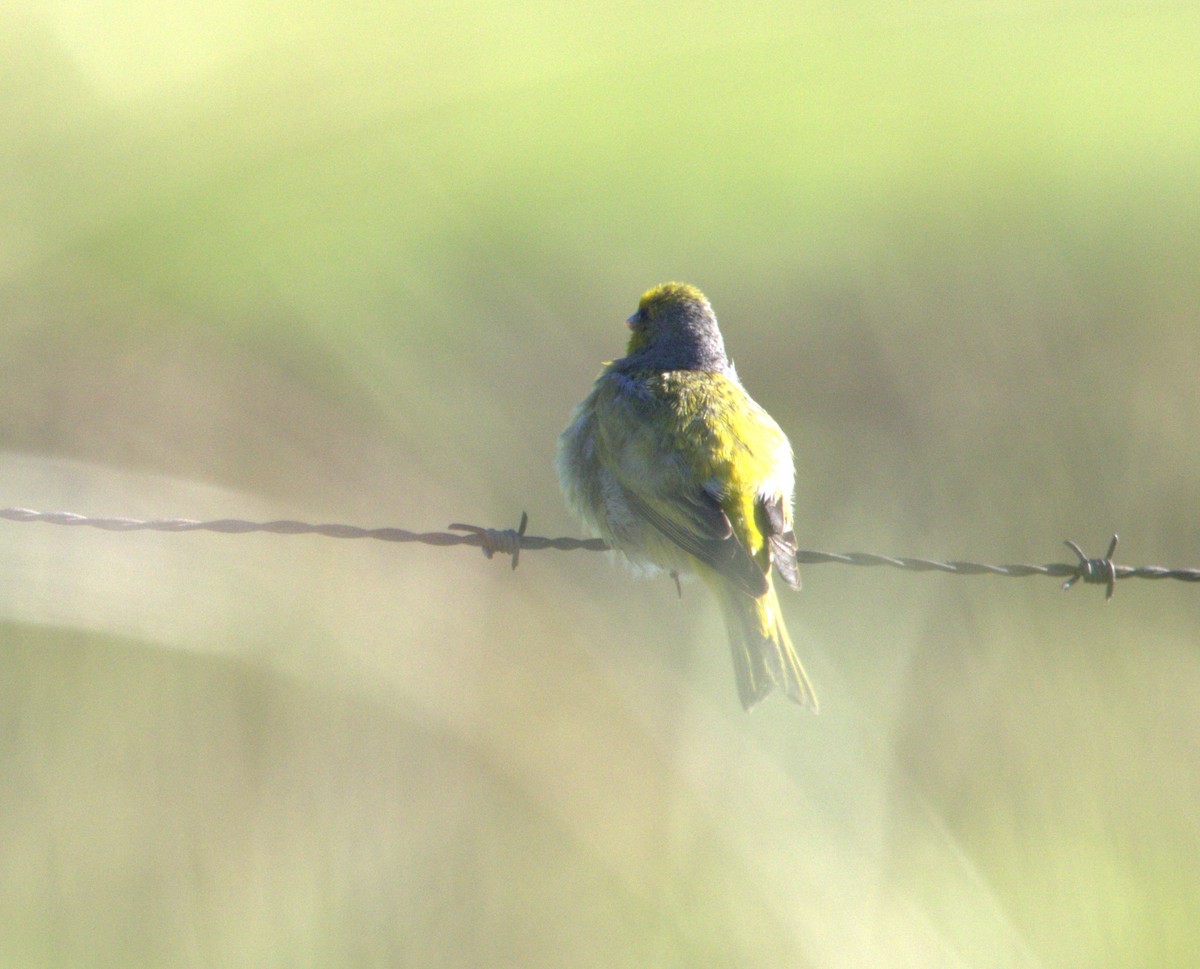 Cape Canary - ML630769129