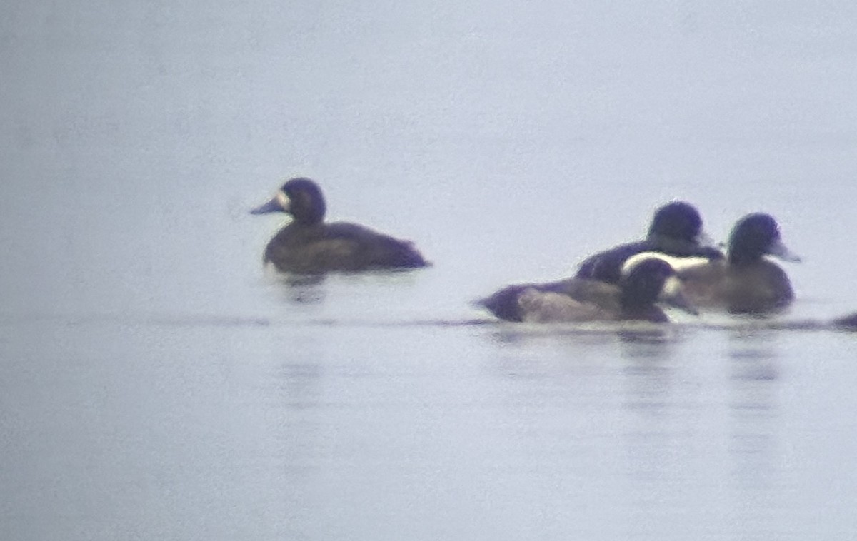 Тэнгисийн шумбуур - ML630769218