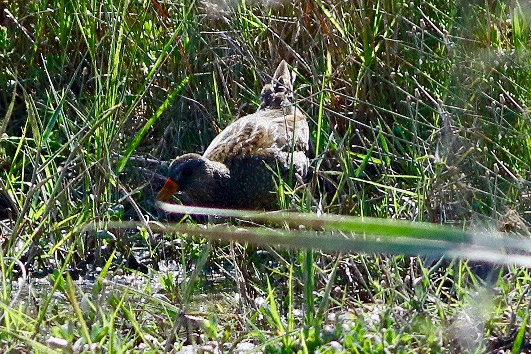 Spotted Crake - Ains Priestman