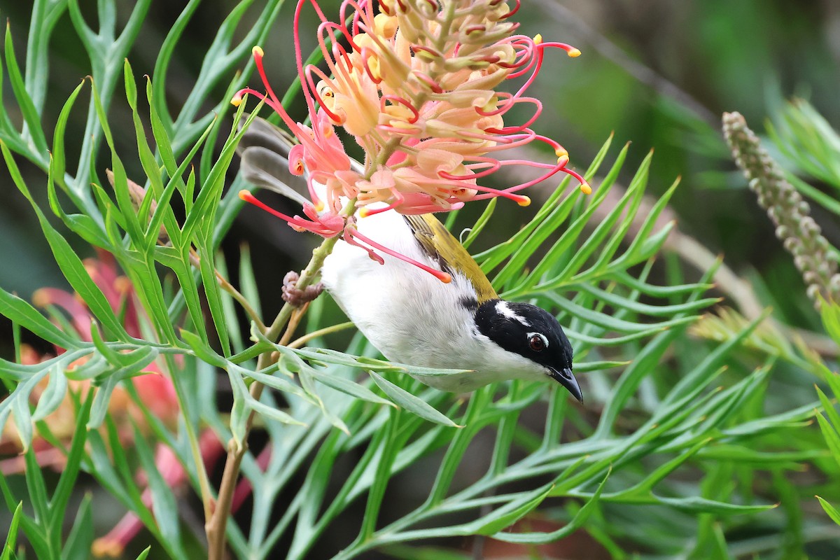 White-throated Honeyeater - Mark and Angela McCaffrey
