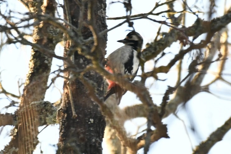 Алаг тоншуул - ML630769797