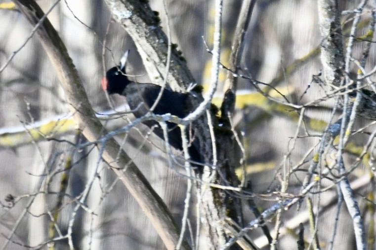 Хар тоншуул - ML630769808