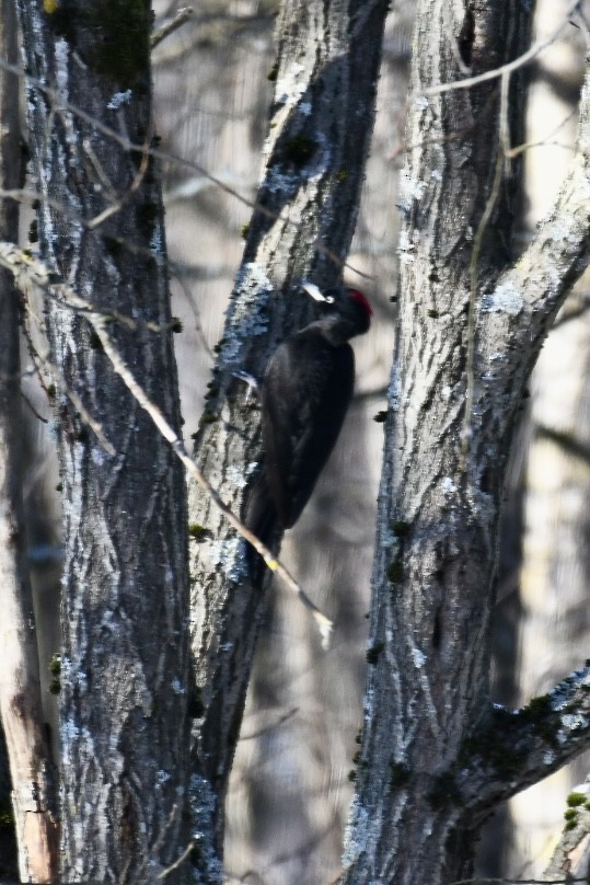 Хар тоншуул - ML630769809