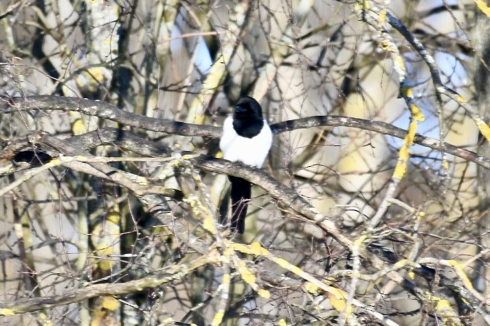 Алаг шаазгай - ML630769813