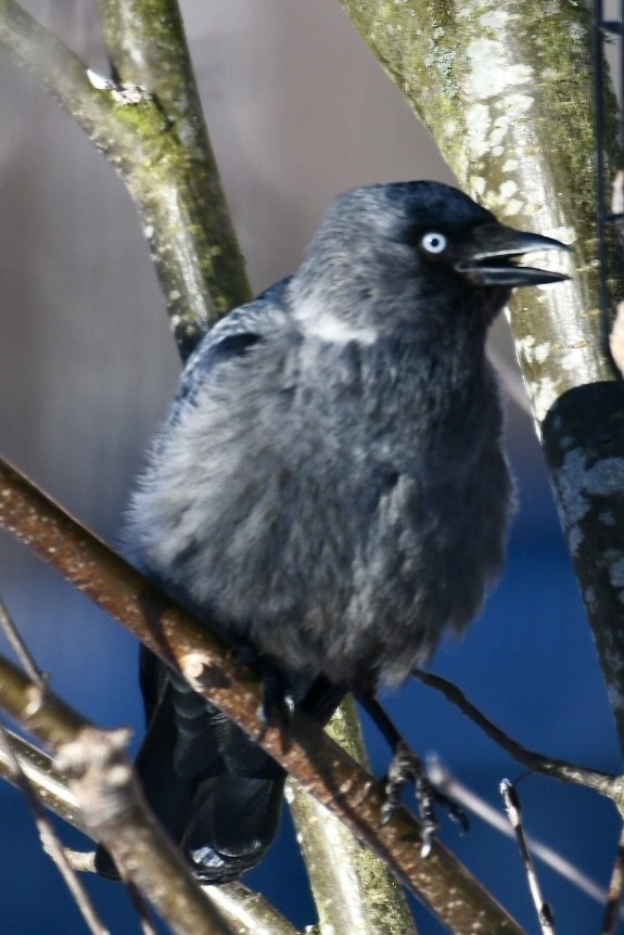 Харлаг хэрээ - ML630769818