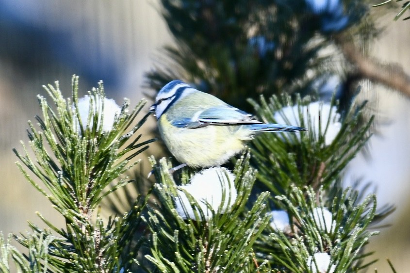 Өрнийн хөх бух - ML630769822