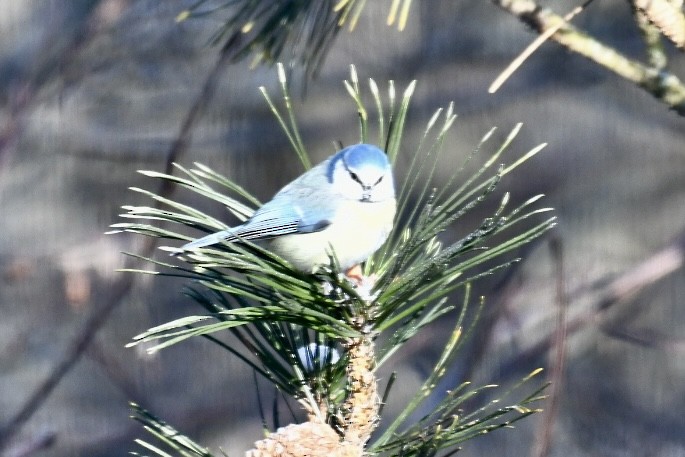 Өрнийн хөх бух - ML630769823