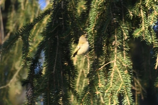 Шар мэлзэн задуулай - ML630769832