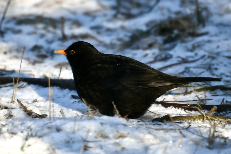 Хар хөөндэй - ML630769837