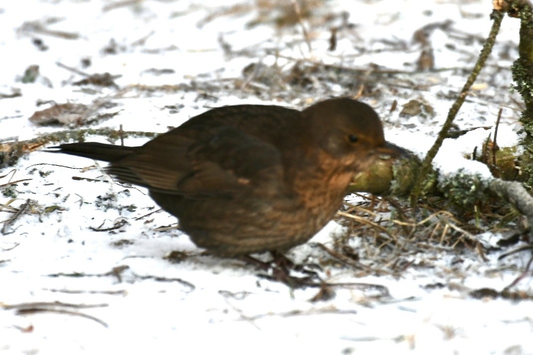 Хар хөөндэй - ML630769838