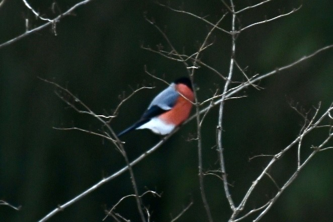 Эгэл зана - ML630769841