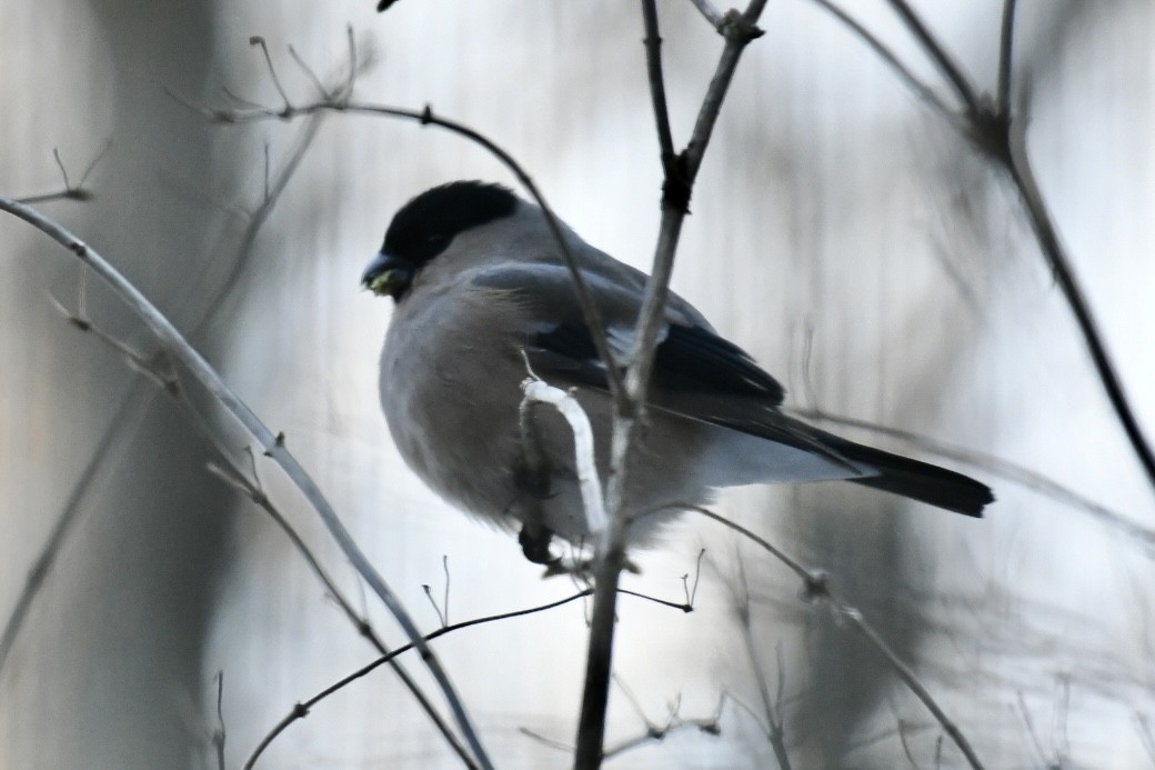 Эгэл зана - ML630769842