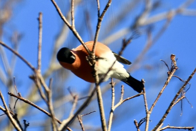 Эгэл зана - ML630769843