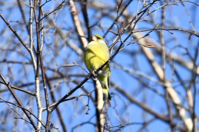 Эгэл ногоолдой - ML630769844