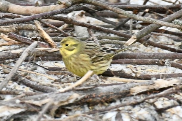 Алтан хөмрөг - ML630769864