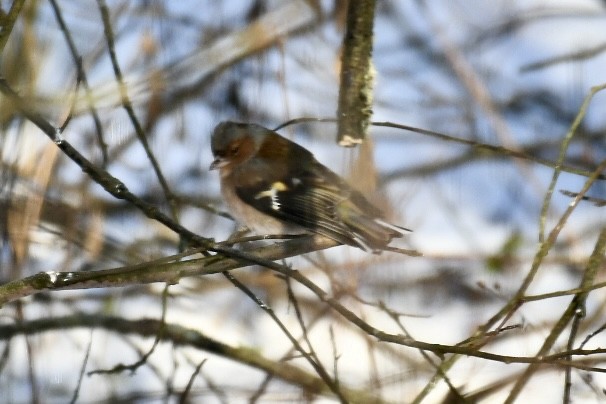 Дуулгат бужирга - ML630769865