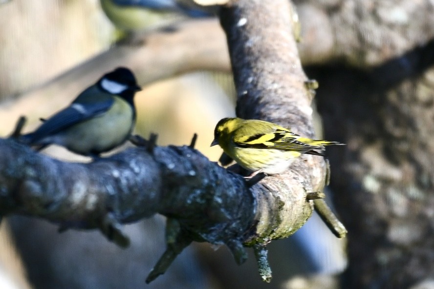 Эгэл ногоолзой - ML630769882