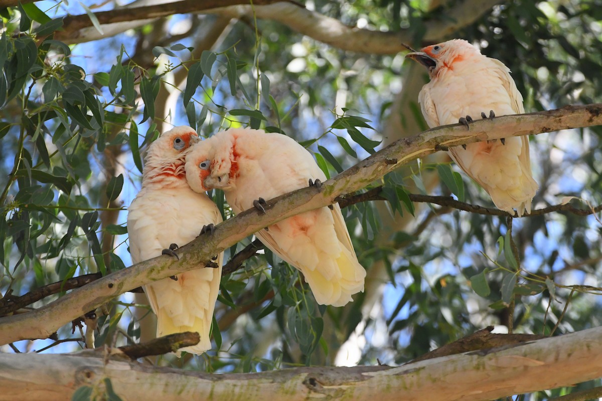Long-billed Corella - Michael Louey