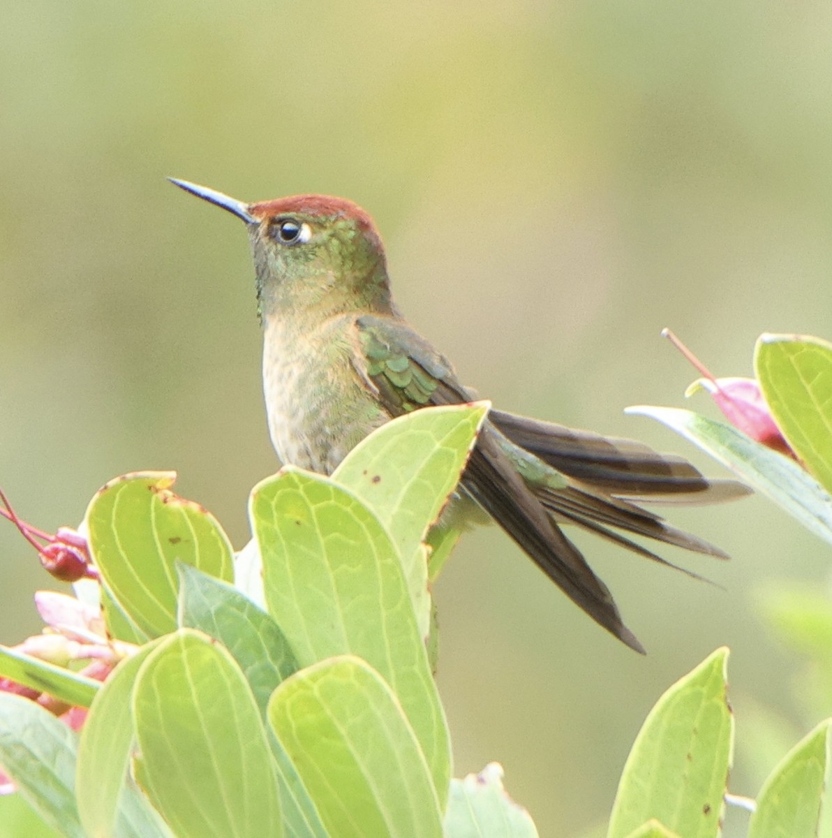 Rufous-capped Thornbill - ML630769965