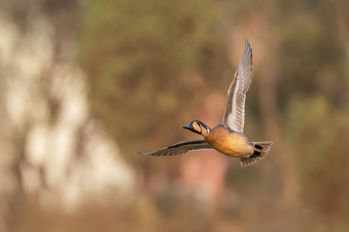 Baikal Teal - Deepak Budhathoki 🦉