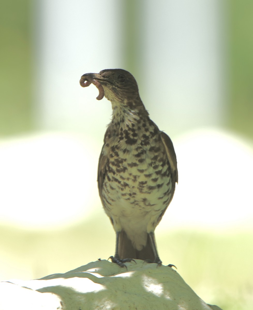 Marañon Thrush - ML630769985