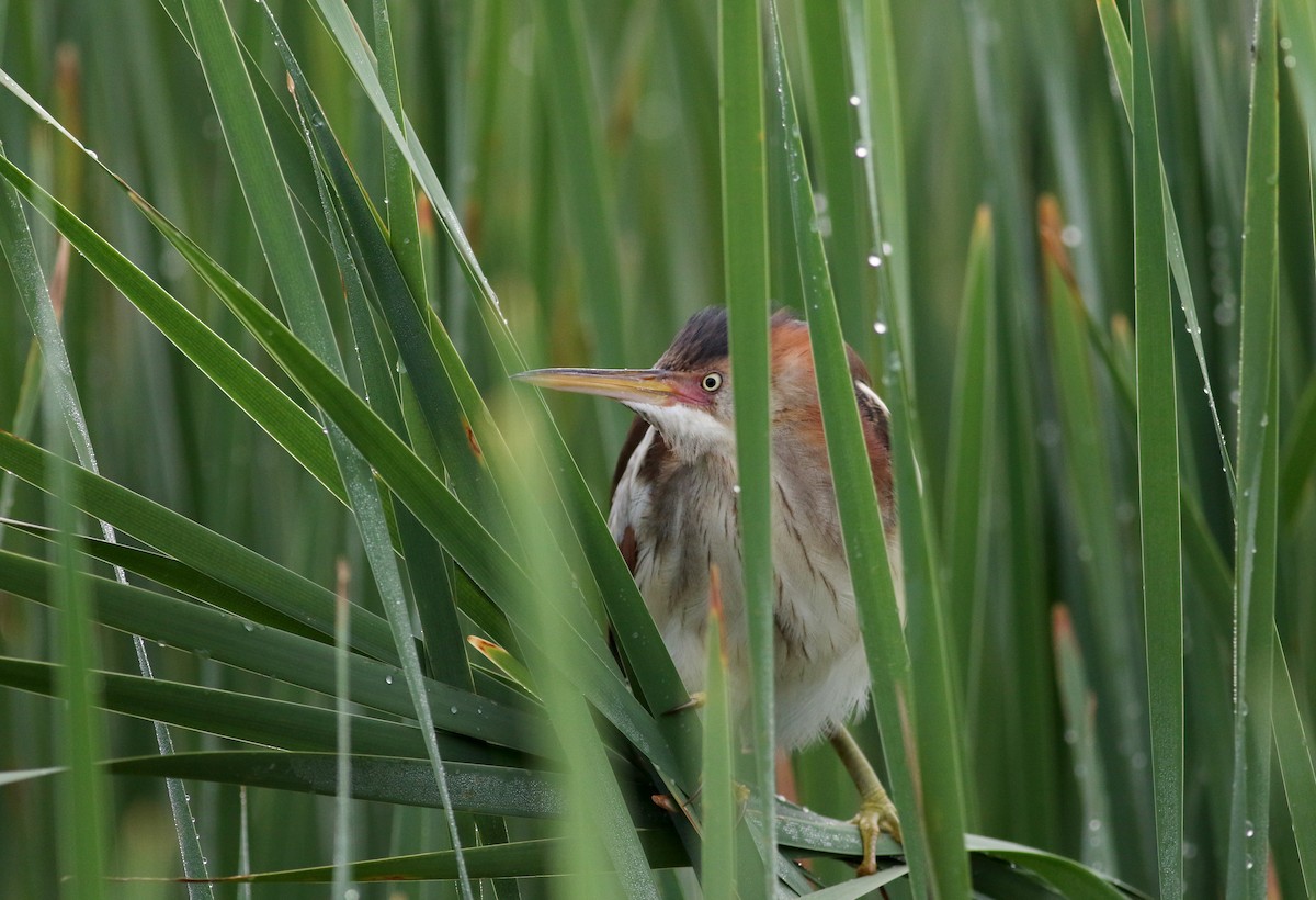 Least Bittern - ML63077001