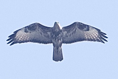 Common Buzzard - ML630770148