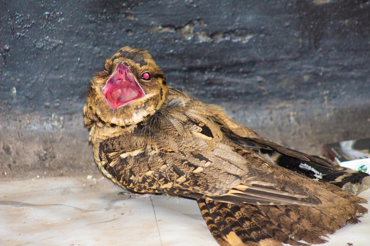 Large-tailed Nightjar - ML630770224