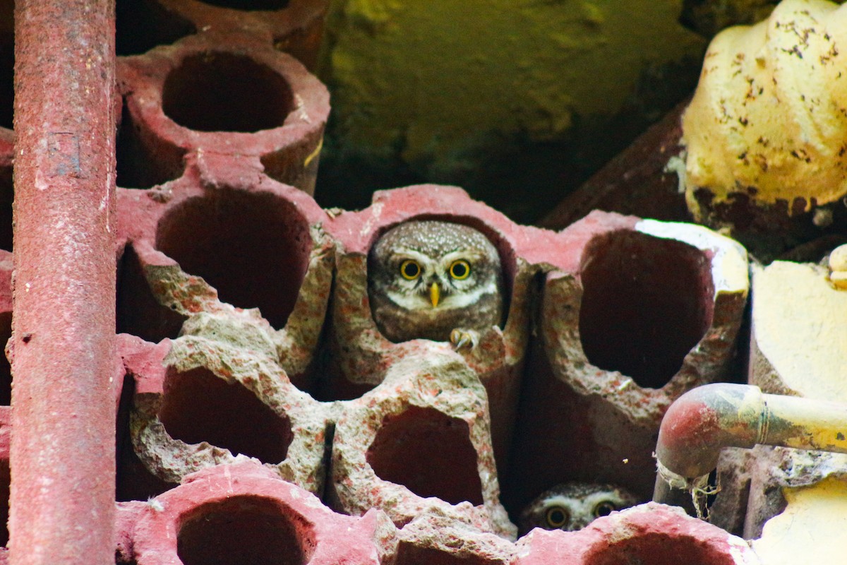 Spotted Owlet - ML630770251