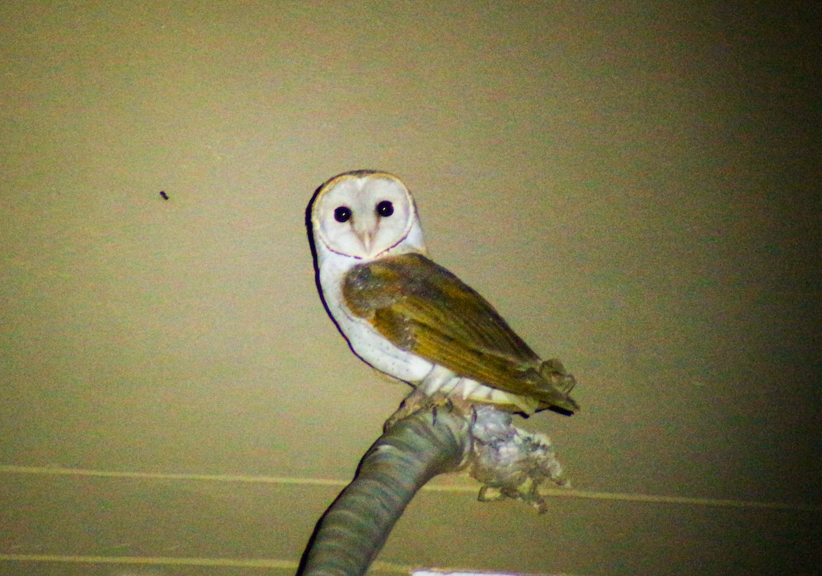 Eastern Barn Owl - ML630770259