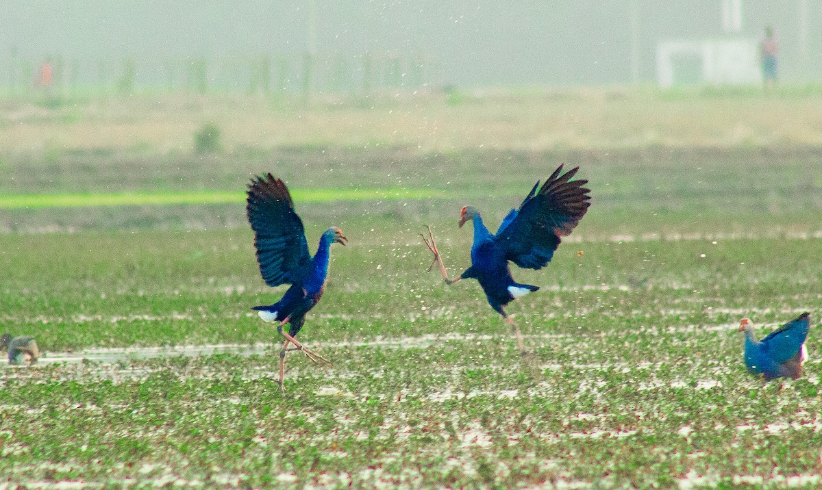 Gray-headed Swamphen - ML630770290