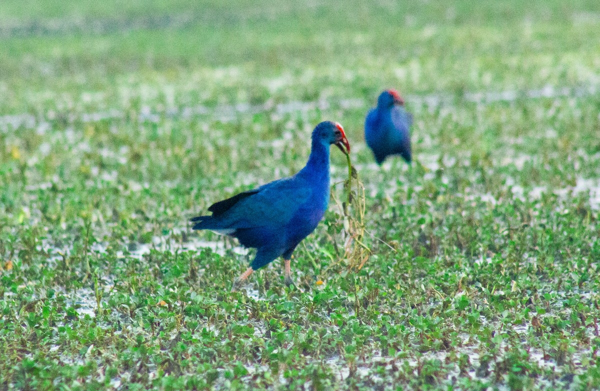 Gray-headed Swamphen - ML630770291