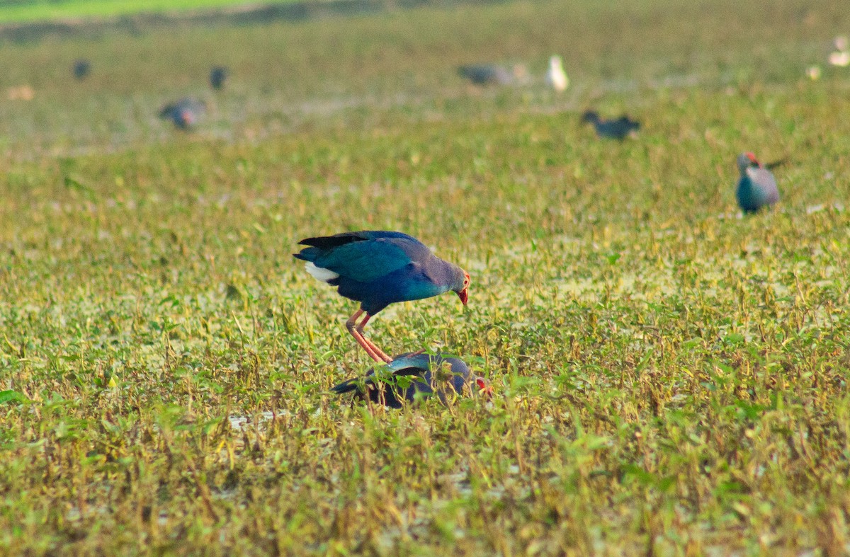 Gray-headed Swamphen - ML630770292