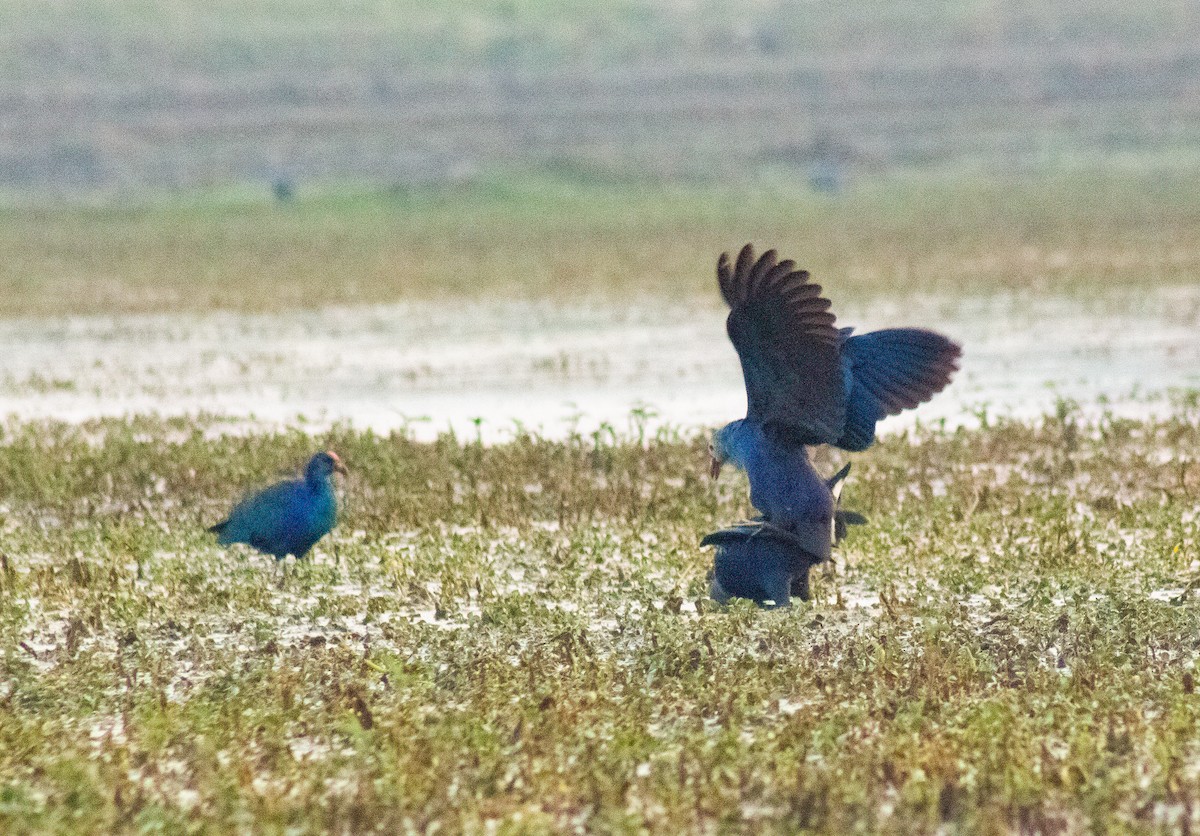 Gray-headed Swamphen - ML630770293