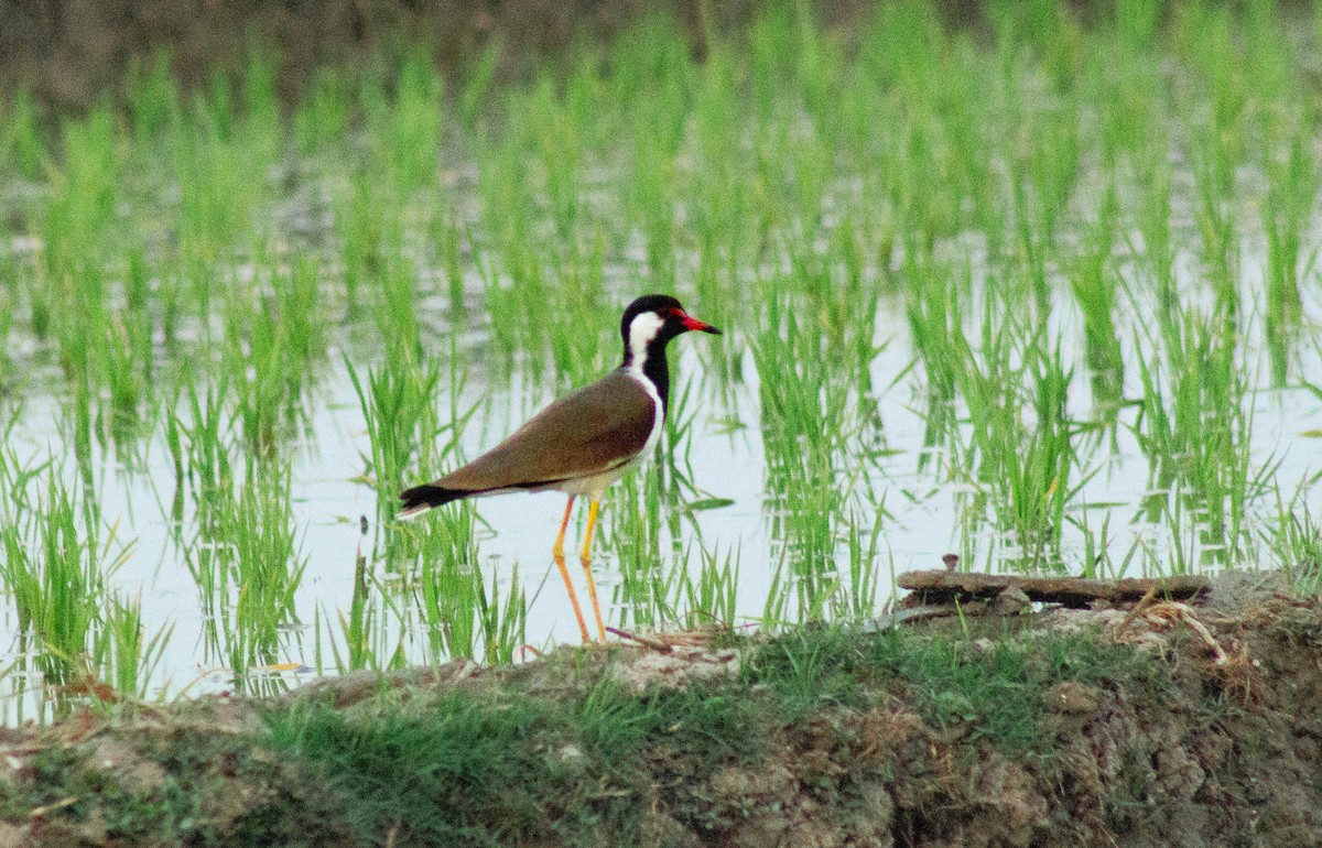 Red-wattled Lapwing - ML630770297