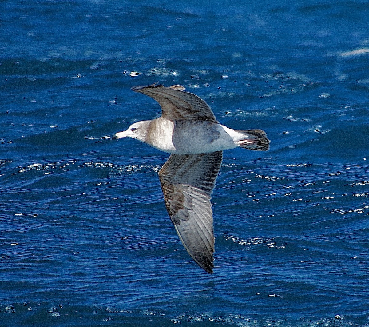 Black-tailed Gull - ML630770319