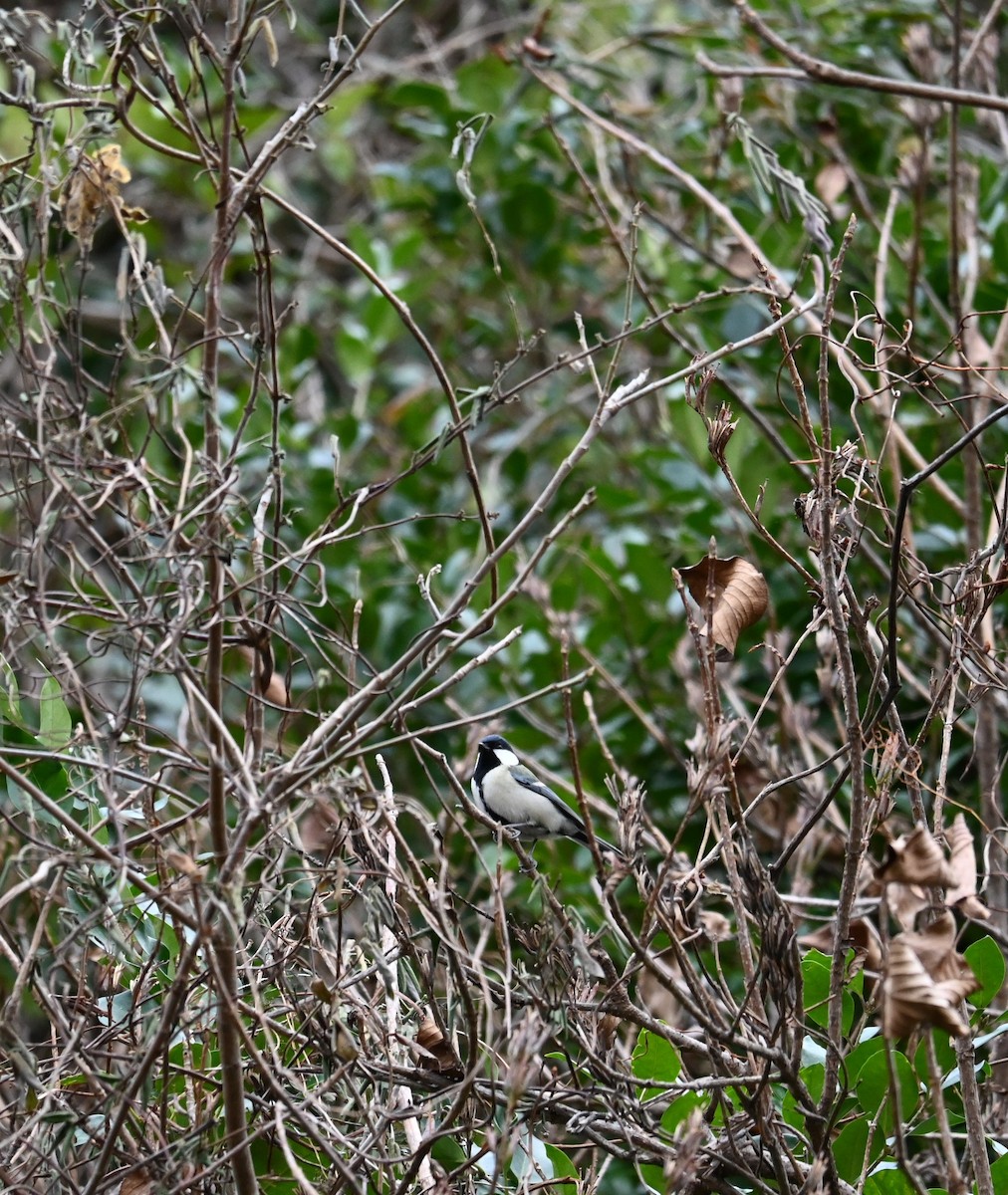 Asian Tit - ML630770358