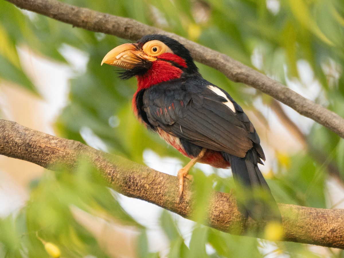 Bearded Barbet - Gavin Ailes