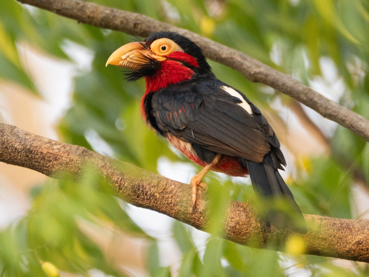 Bearded Barbet - Gavin Ailes