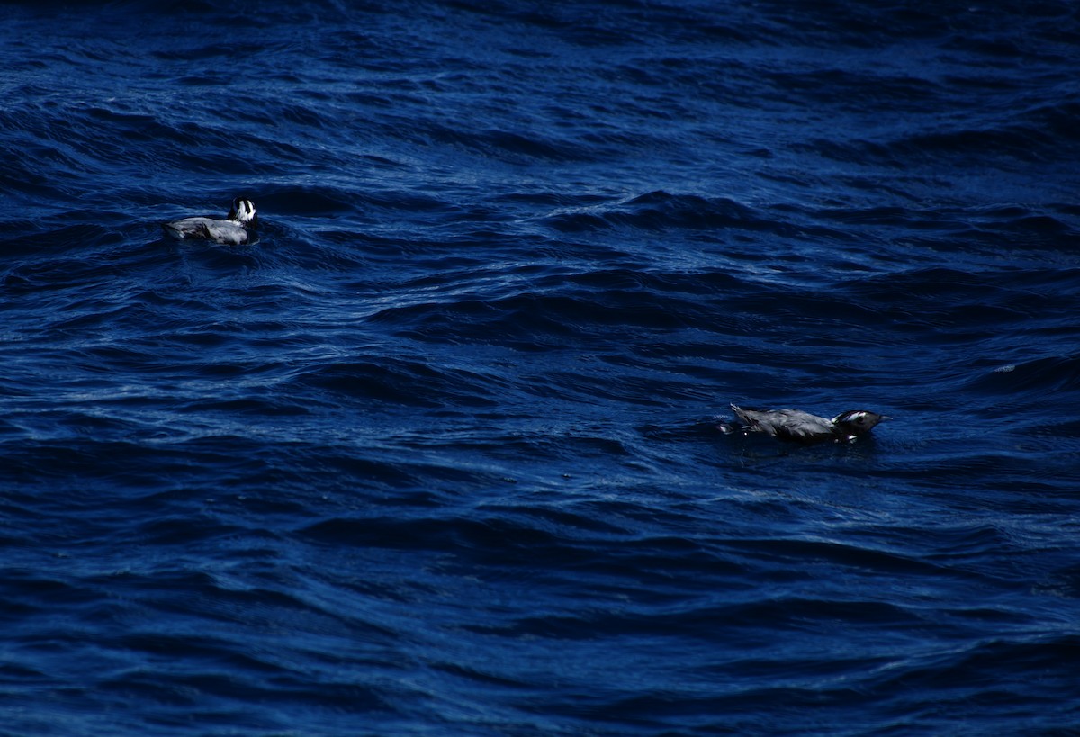 Japanese Murrelet - ML630770595