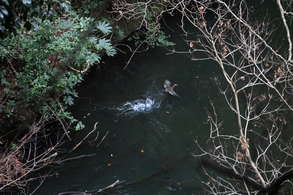 Mandarin Duck - ML630770599