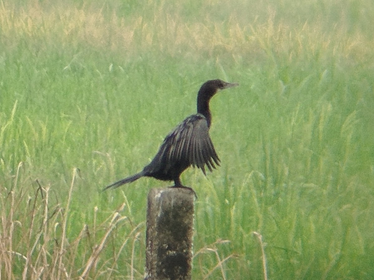 Little Cormorant - ML630770691