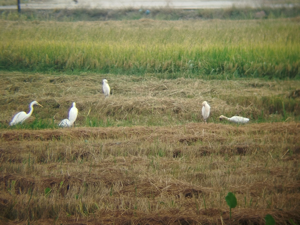 Eastern Cattle-Egret - ML630770718