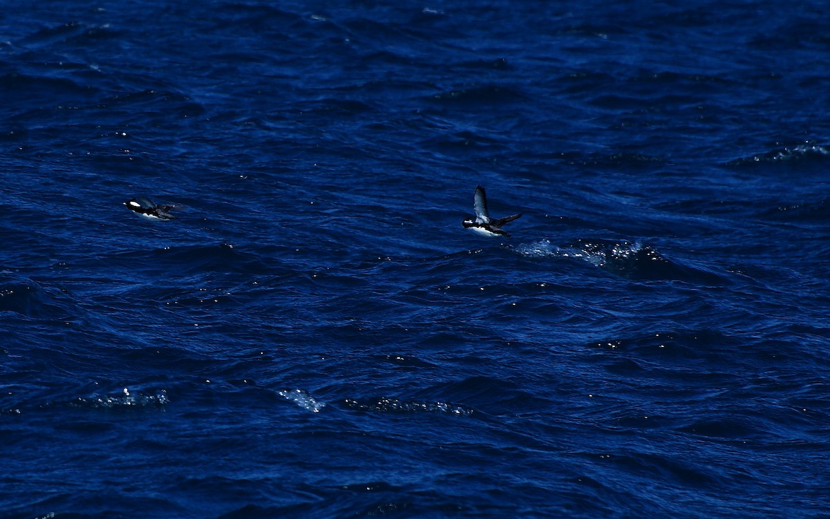 Japanese Murrelet - ML630770732